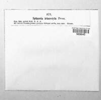 Ophiognomonia leptostyla image